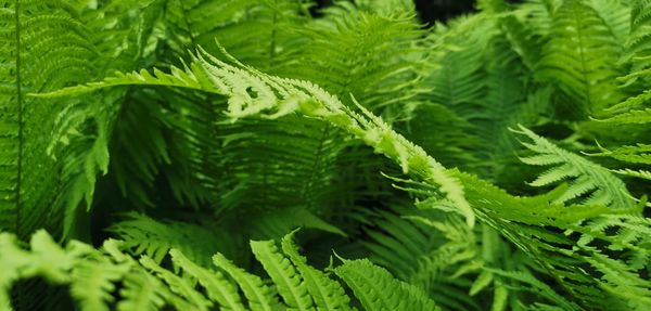 Close-up of fern leaves