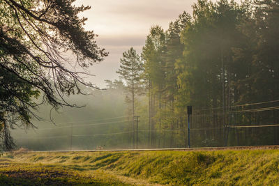 Trees on field against sky in forest