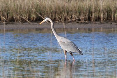 Side view of gray heron on lake