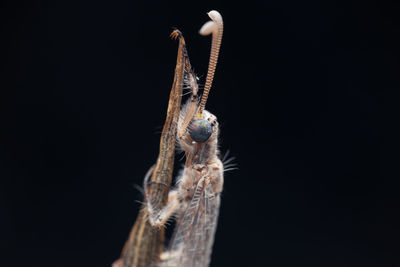 Close-up of insect