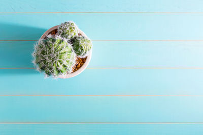 High angle view of green plant on table against blue background