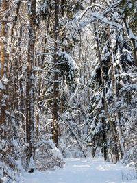 Frozen trees in forest during winter