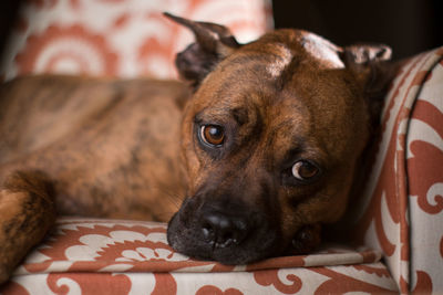 Close-up portrait of dog lying at home