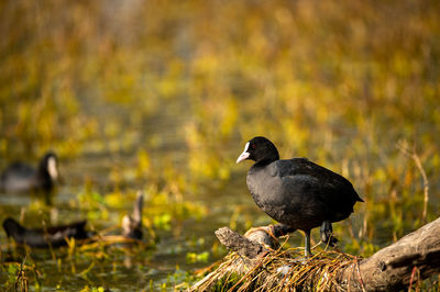 Bird perching on a lake