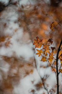 Close-up of dry maple leaves on tree