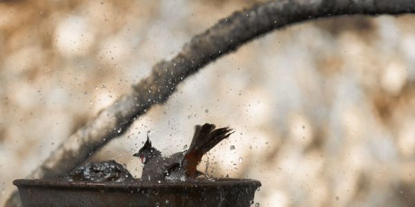 Close-up of bird take ng dip in water