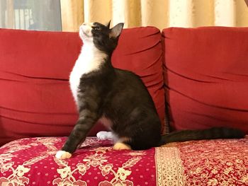 Close-up of cat sitting on sofa at home