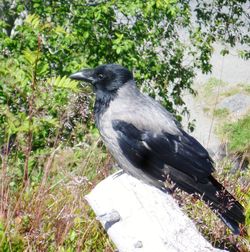 Close-up of bird perching on plant