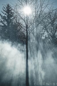 Sunlight streaming through trees in forest