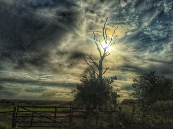 Plants growing on land against sky at sunset