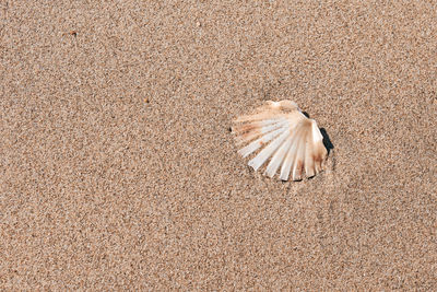 High angle view of shell on sand