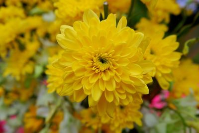 Close-up of bee on yellow flower