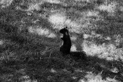 Monkey sitting on field