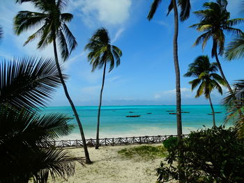 Palm trees by swimming pool against sky