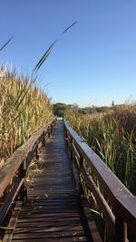 Boardwalk amidst plants on field against clear blue sky