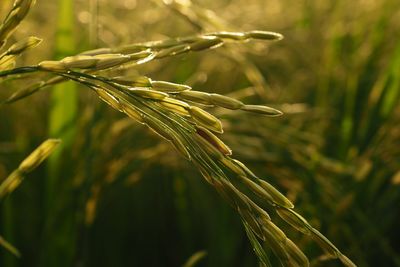 Close-up of wheat growing on field