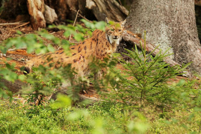 View of a cat on tree trunk