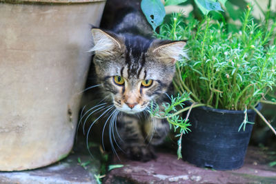 Portrait of a cat