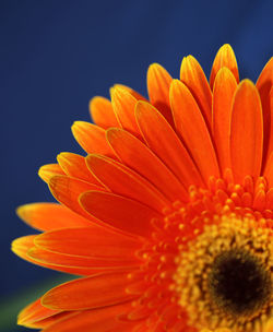 Close-up of orange daisy