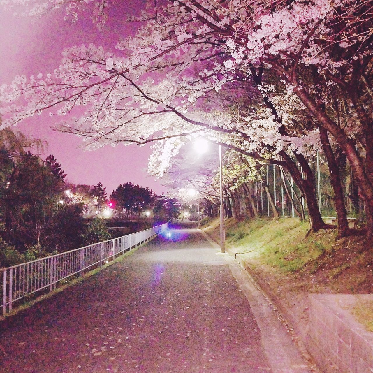 桜道