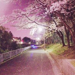 View of cherry blossom on street amidst trees