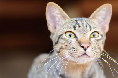 Close-up portrait of a cat