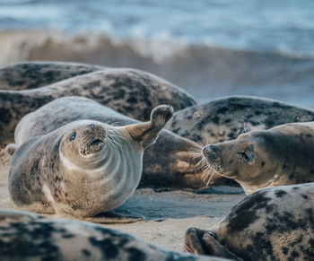 High angle view of sea lion on beach