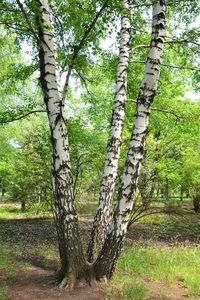 Trees in forest