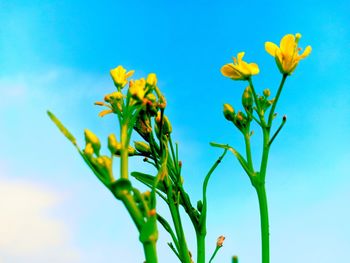 Close-up of yellow flowering plant against blue sky