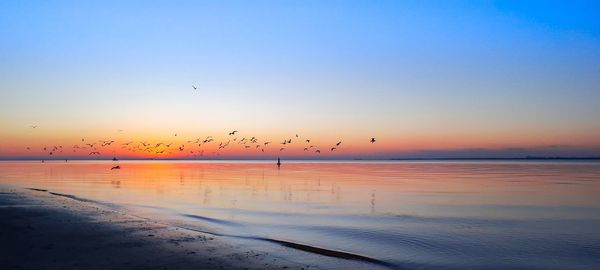 Birds flying over sea against clear sky