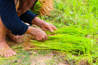 Low section of person holding rice paddy on field