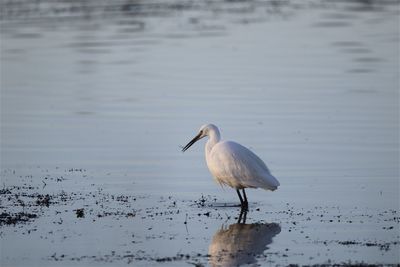 Little egret  on a lake
