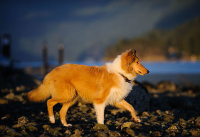 Side view of dog standing on rocks in sunlight