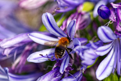 Close-up of bee on purple flower