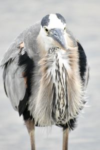 Close-up of blue heron 