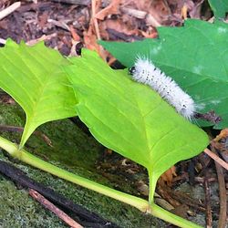 Close-up of leaves