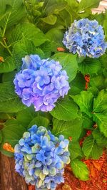 Close-up of blue hydrangea flowers blooming outdoors