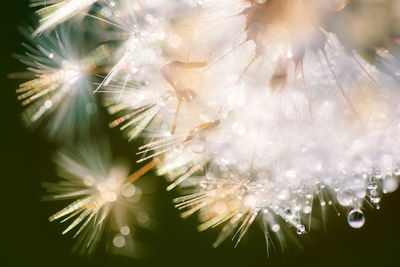 Close-up of dandelion against bright sunlight