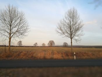 Close-up of bare tree against sky