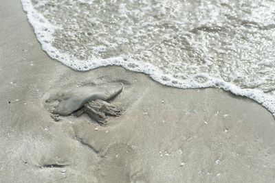 High angle view of lizard on beach