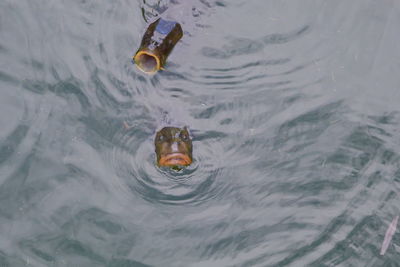 High angle view of fish swimming in lake