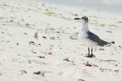 Close-up of seagull perching on sand