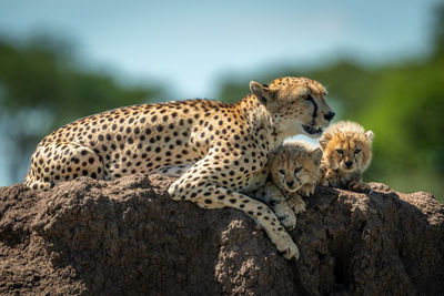 Cheetah with cubs sitting on rock in forest