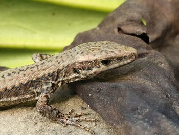 Close-up of lizard on rock