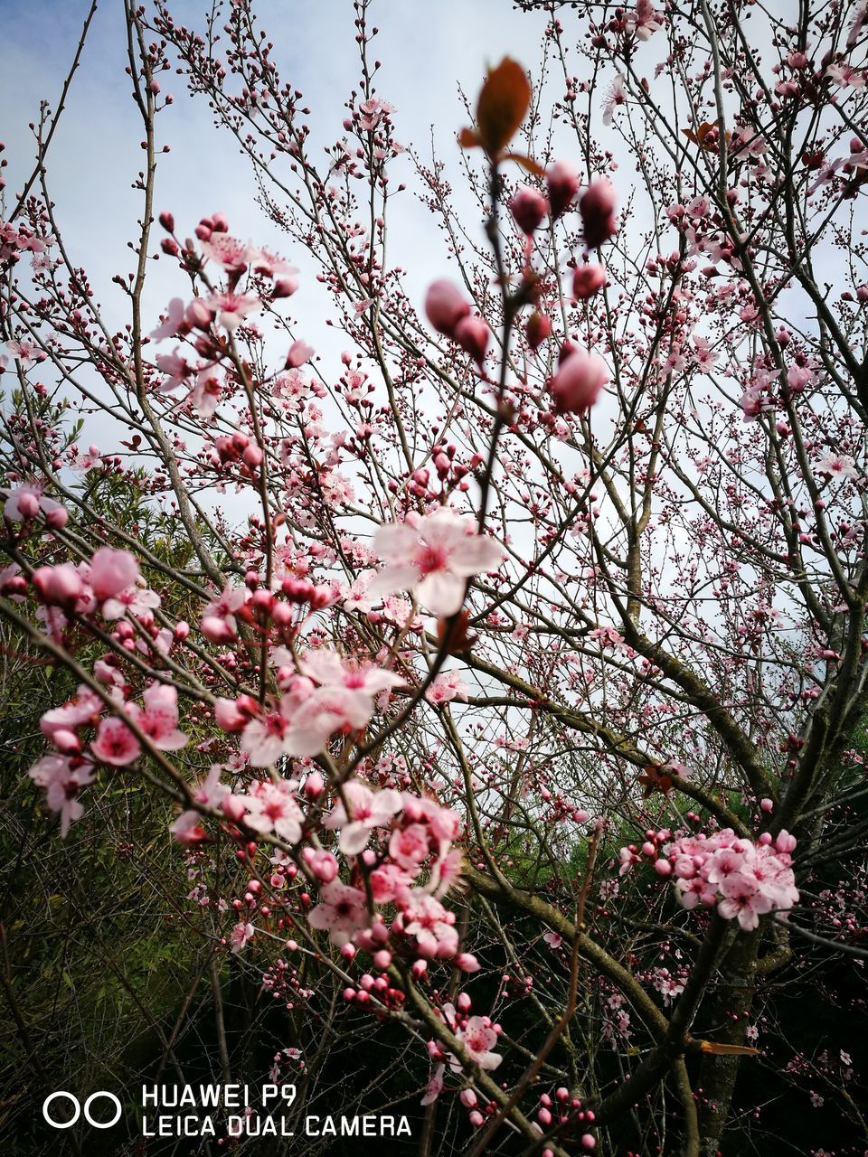 LOW ANGLE VIEW OF CHERRY BLOSSOM