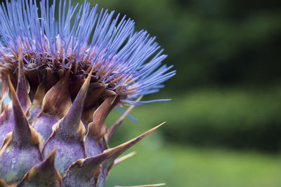 Close-up of thistle flower