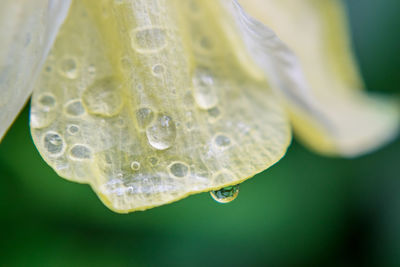 Close-up of water drops on petal