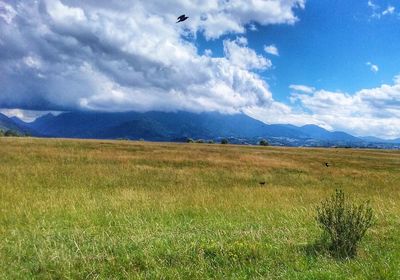 Scenic view of field against sky