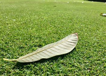 High angle view of feather on field