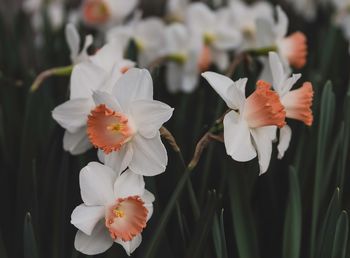 Close-up of white flowers